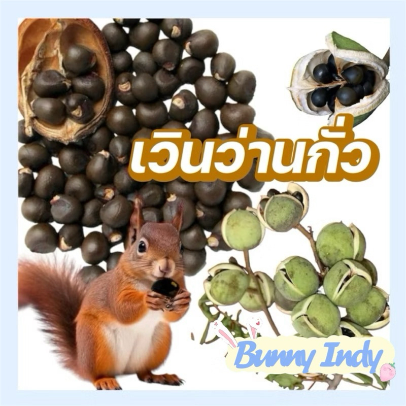 Bunny.indy เวินว่านกั่ว ธัญพืชสำหรับสัตว์เลี้ยง กระรอก อาหารกระรอก ขนาด 50กรัม(g.)