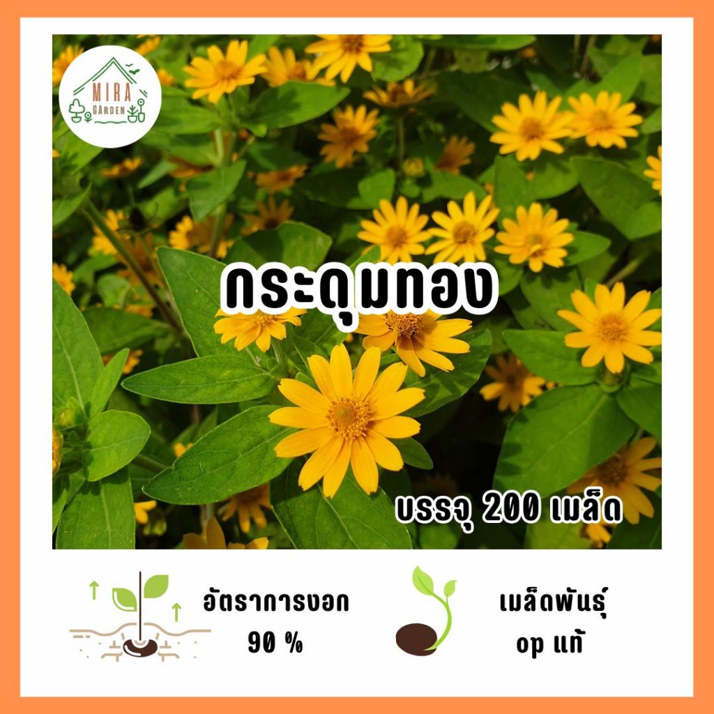 เมล็ดกระดุมทอง 200 เมล็ด