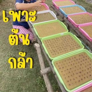 ถาดเพาะ ใส่ฟองน้ำได้พอดี ถาดยกโหล 12 ชิ้น ถาดเพาะต้นกล้า (*แบบคละสี*)