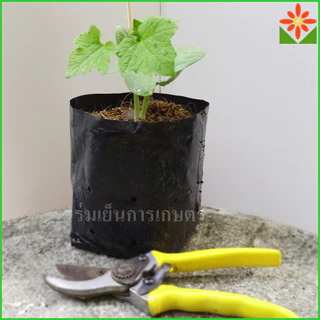 ต้นบวบเหลี่ยม ส่งพร้อมถุง 5.5นิ้ว ต้นบวบ มะนอย หมักนอย มะนอยเหลี่ยม บักบวบ กะตอรอ