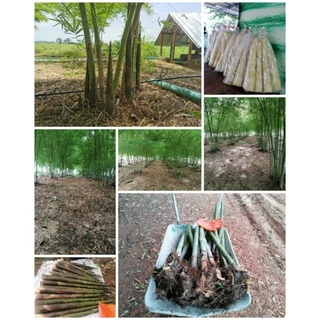[เหง้าสด] ไผ่เลี้ยงหวาน 3 ฤดู / กินหน่อ [rhizome ] [จากกอแม่เพาะเมล็ด 5 ปี] ไผ่เลี้ยงหวานมีอายุ 30ปี-มากกว่า