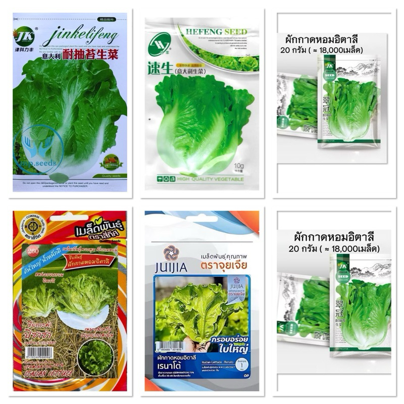 เมล็ดพันธุ์ ผักกาดหอม อิตาลี่ สีเขียว ( Italian Green Lettuce Seed ) บรรจุ 4000 เมล็ด อิตาลี