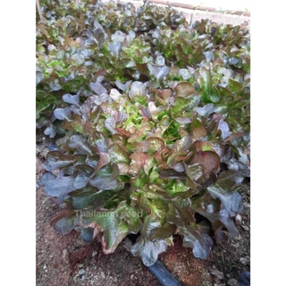 เมล็ดพันธุ์ผักสลัด เรดโอ๊ค พันธุ์เรดทไวไลท์ ( ขนาด 0.5 กรัม ) ( เมล็ดเคลือบ ) รหัสสินค้า SSC 1010
