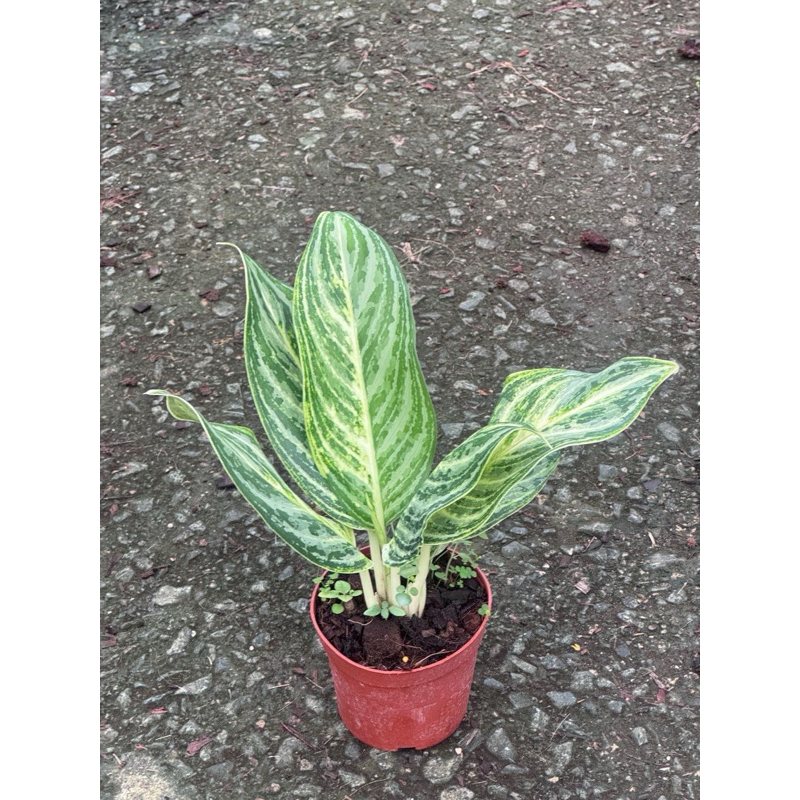 มุมมอง 4