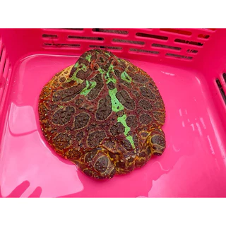 อาหารปั้นกบฮร์อนฟรอก-TeamFrogFood100g+โปรตีนสูงผสมวิตามิน+แคลเซียม อาหารกบสวยงาม