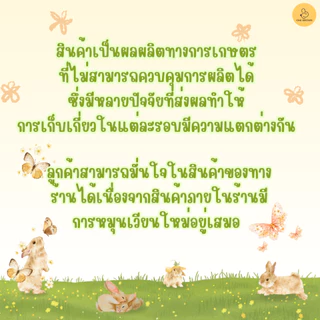 CBRF หญ้ากระต่าย หญ้าโอ๊ตอบลมร้อน Super Premium Oat Hay 1Kg. สำหรับกระต่าย สัตว์ฟันแทะ ไม่มีสกรีนลัง