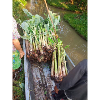 กล้วยน้ำว้า มะลิอ่อง ชุด 2 หน่อ 60 บาท ปลูกเป็นง่าย ชอบฝนทนแล้ง เก็บผลผลิตใน 7-8 เดือน สุกหวานอร่อย ใช้ทำขนมได้