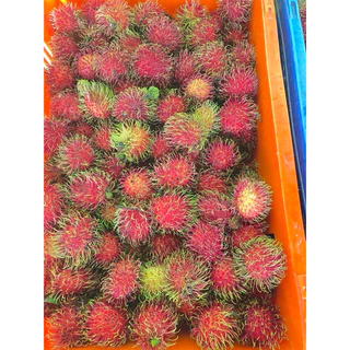 ส่งด่วน ❣️เงาะโรงเรียน สดๆจากต้น หวาน เนื้อร่อน หวานกรอบ อร่อย ส่งทุกวัน