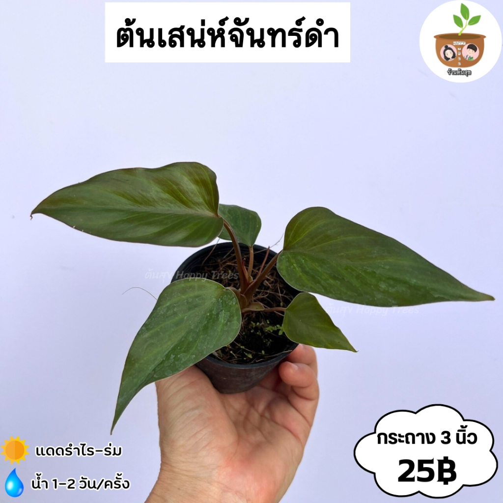 ต้นเสน่ห์จันทร์ดำ จัดส่ง 2 ต้นขึ้นไป คละแบบได้