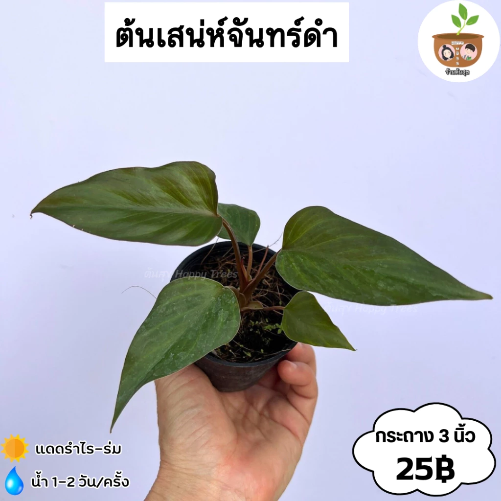 ต้นเสน่ห์จันทร์ดำ จัดส่ง 2 ต้นขึ้นไป คละแบบได้