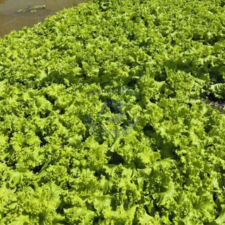 ตราลูกโลก เมล็ดผักกาดหอม รองจาน Lettuce เมล็ดพันธุ์ผัก ผักสวนครัว ผักซอง