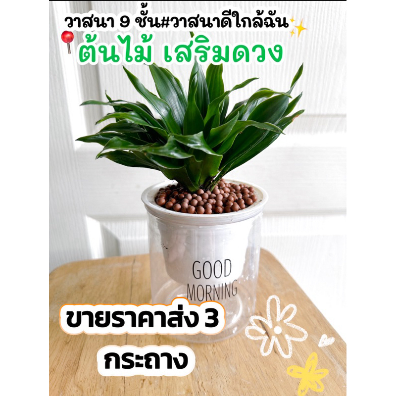 วาสนา 9 ชั่น ใกล้ฉัน # จำหน่ายราคาส่งขั้นต่ำ 3 ต้น