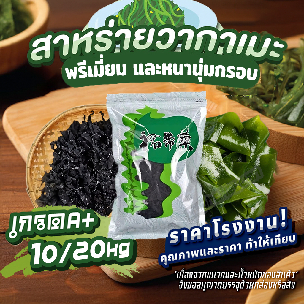 【ยกลัง】สาหร่ายวาการเมะ ต้นฤดูใหม่ เกรดA+ เกรดพรีเมี่ยม 5kg/10kg/20kg คัดพิเศษ คุณภาพดี ราคาโรงงาน 裙带菜 Wakame