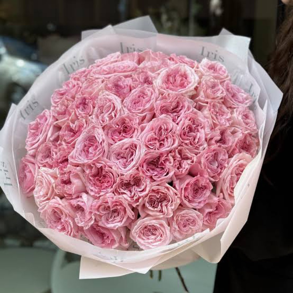 กุหลาบ Pink O'Hara หอมแรง จากฝรั่งเศส