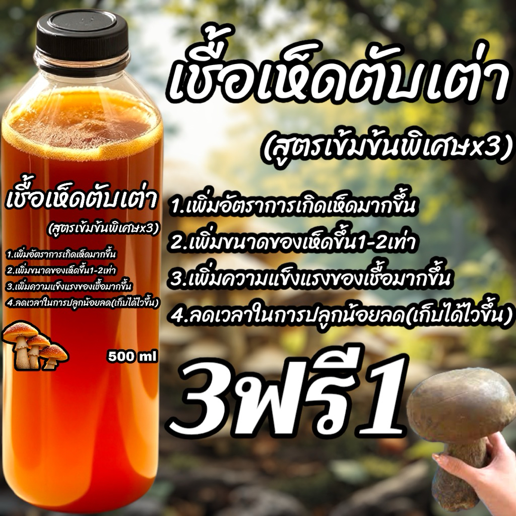 🍄‍🟫3ฟรี1🍄‍🟫เชื้อเห็ดตับเต่า สูตรเข้มข้มพิเศษx3 มีให้เลือกมากกว่า 10สายพันธุ์ รับประกันเชื้อทุกสายพันธุ์ ตับเต่า