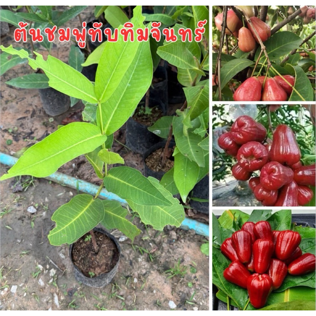 ต้นชมพู่ทับทิมจันทร์ กิ่งตอน1ต้น120.พร้อมส่งสวยๆๆจ้า