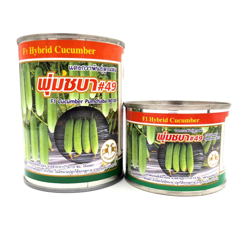 แตงกวาพุ่มชบา เบอร์49 แตงกวาพันธุ์ลูกผสม F1 ตราแพะทอง น้ำหนัก 100g/50g
