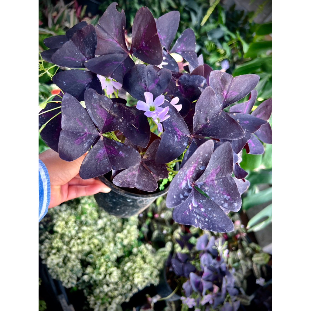Oxalis Triangularis ต้นผีเสื้อราตรี / ปีกผีเสื้อ ไม้มงคลเสริมดวงความรัก โชคลาภ ความร่ำรวย Edible’s f