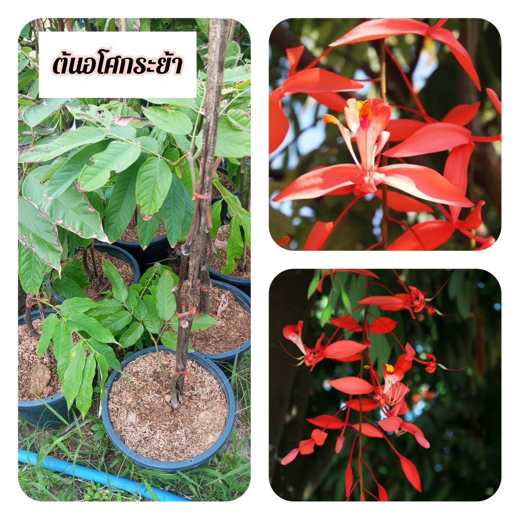 ต้นอโศกระย้า อโศกระย้า