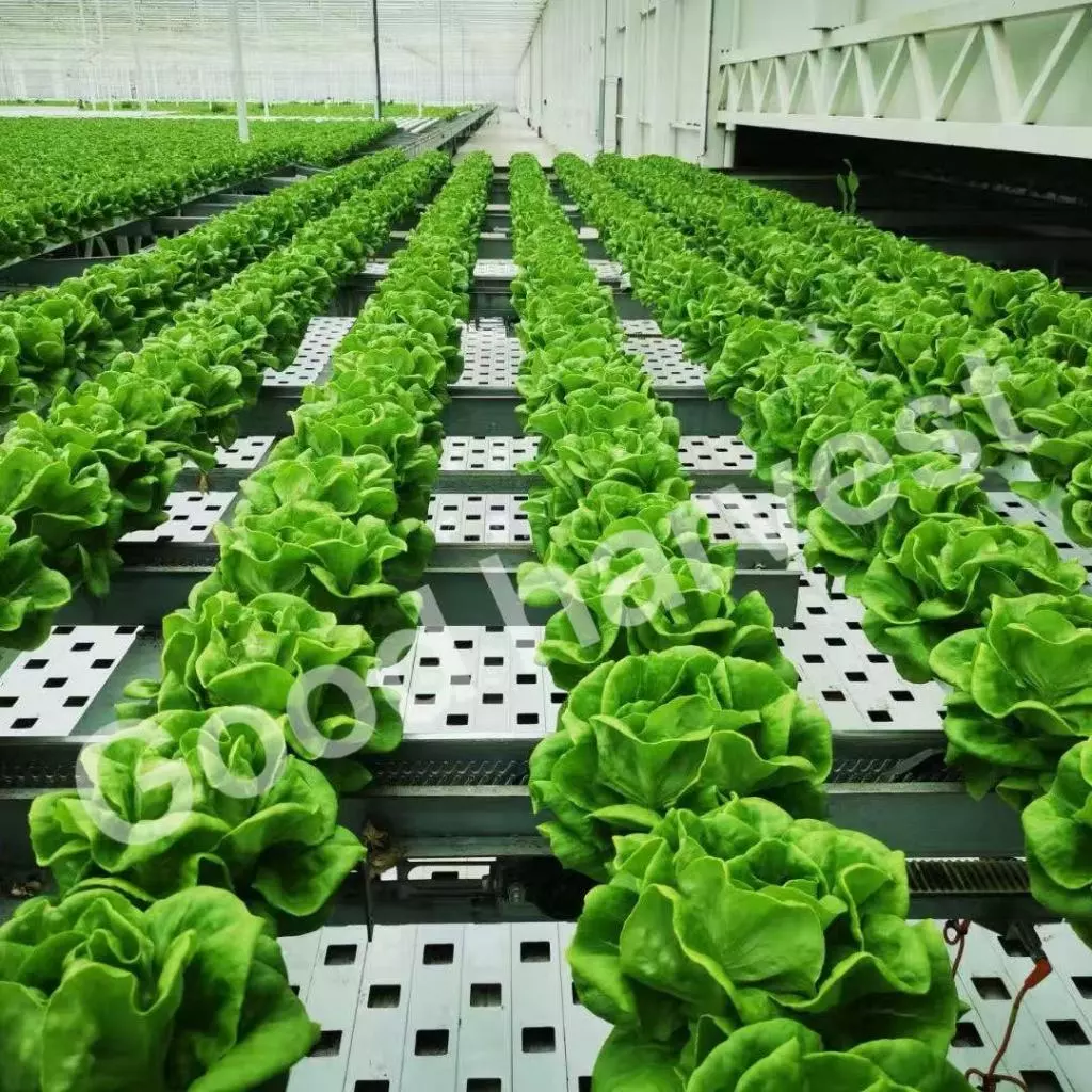 [ขายดีอันดับ 1]🌱เมล็ดผักสลัด 800+ เมล็ด 2 บาท 📌งอกดีมีคู่มือการปลูก [10 แถม 2 คละได้] / เมล็ดพันธุ์ผักสลัด อินทรีย์ thumbnail 6