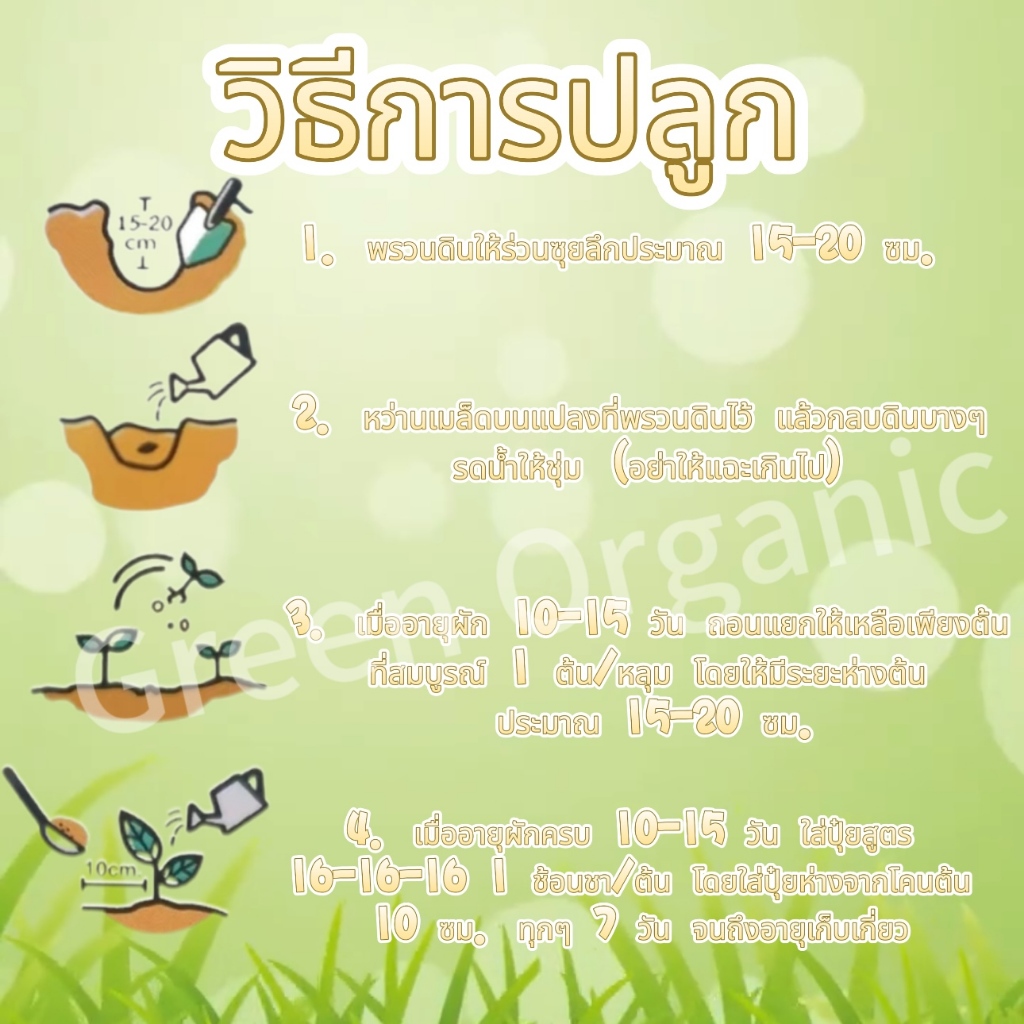 เมล็ดผักสลัด กรีนโอ๊ค เรดโอ๊ค คอส สลัดแก้ว เคล ผักชี พริก กระเพรา มะเขือเทศ แตงกวา (400เมล็ด) - รูปที่ 4