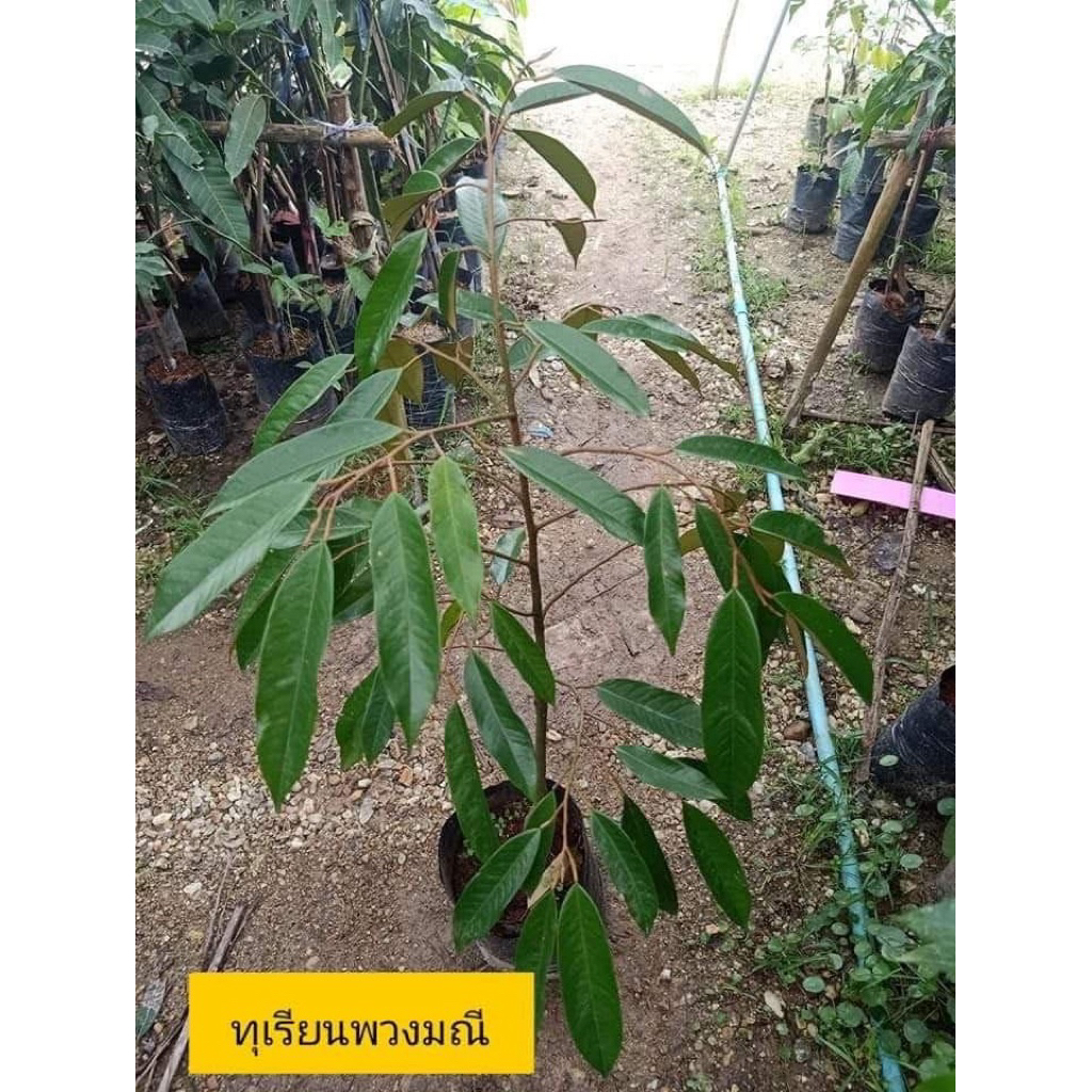 ต้นทุเรียนพวงมณี(เสียบยอด) พร้อมปลูก ออกผมเร็ว🌱