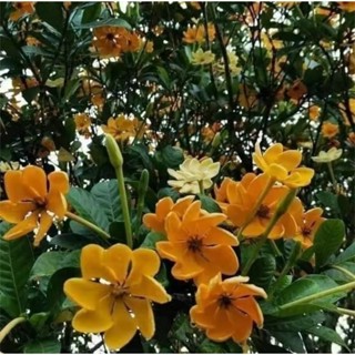 ดอกพุดน้ำบุษ 1 ต้นถุงดำ หอมมากไม้ประดับ