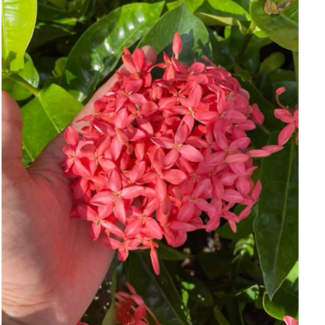 ดอกเข็มเศรษฐีสีชมพูดอกใหญ่ใบใหญ่1ต้นถุงดำสูงประมาณ15-20ซม.