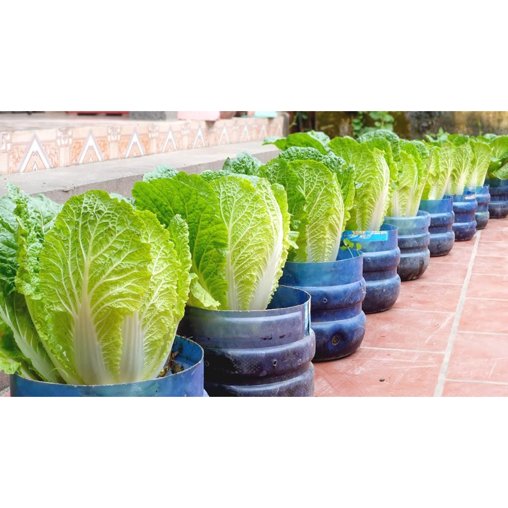 เมล็ดพันธุ์ผักกาดขาวปลี 400-1000 เมล็ด หัวแน่น กรอบ หวาน อร่อย (ซื้อ 10 แถม 1 คละได้)