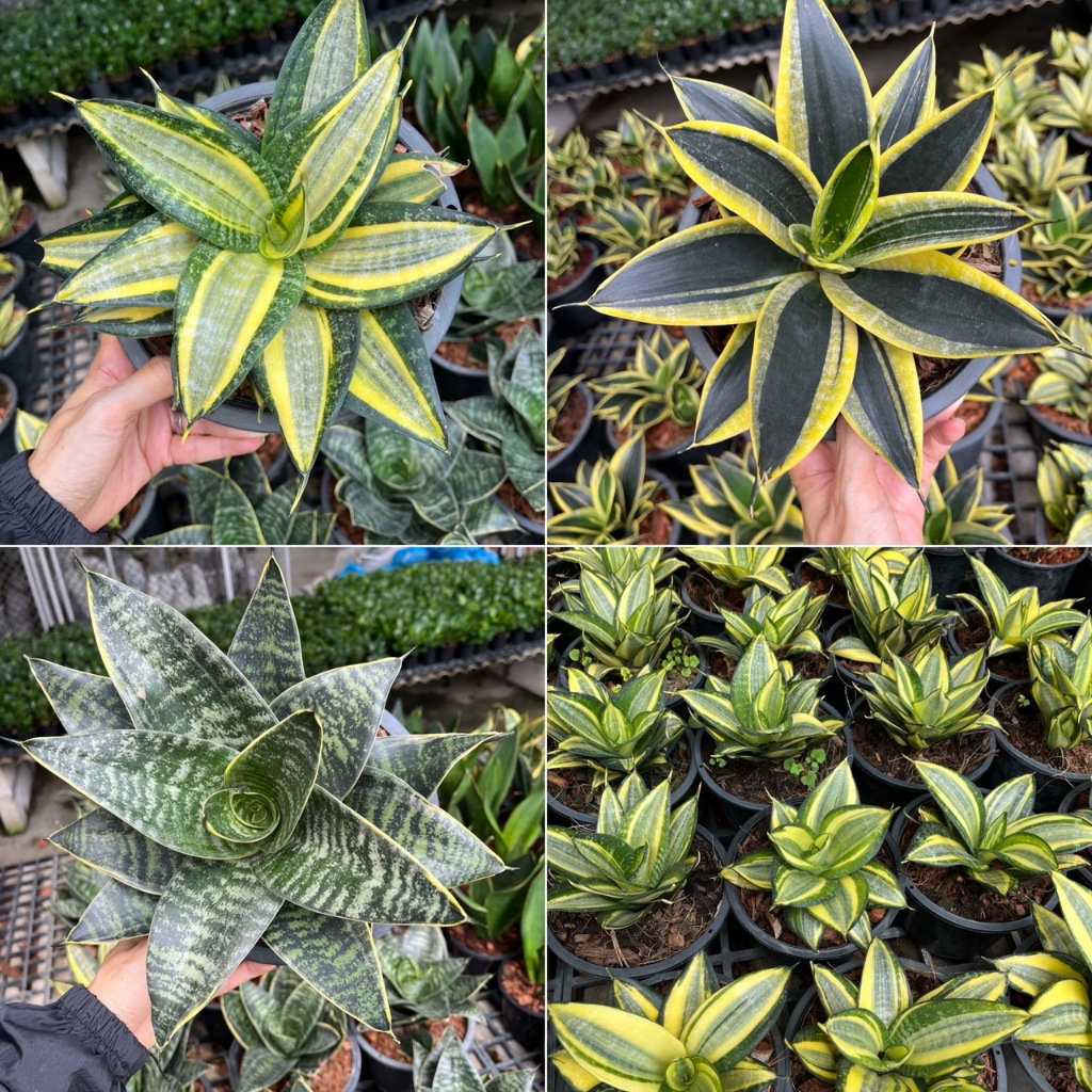 ลิ้นมังกรแคระ มีหลายสี หลายขนาดให้เลือก ต้นไม้ฟอกอากาศ SANSEVIERIA TRIFASCIATA ‘GOLDEN HAHNII’