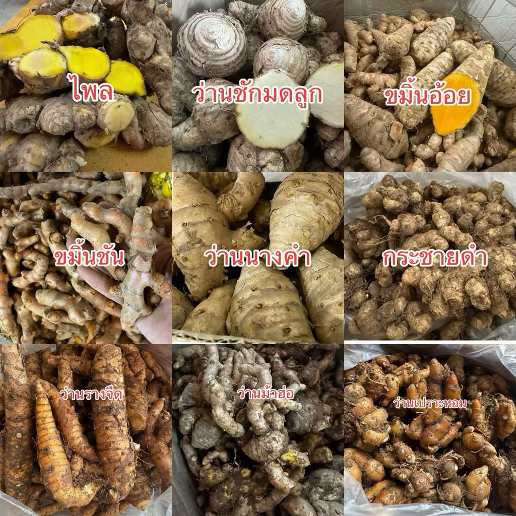 รวมหัวว่านสมุนไพร ว่านไพลสด ขมิ้นชันสด ขมิ้นอ้อยสด ว่านนางคำสด ว่านชักมดลูกสด กระชายดำ
