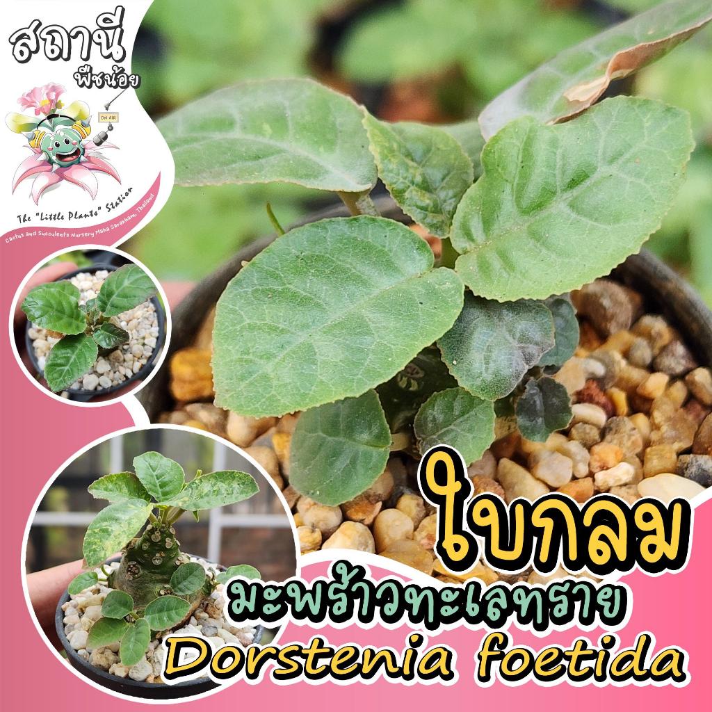 มะพร้าวทะเลทรายใบกลม dorstenia foetida ไม้เพาะเมล็ด ไม้อวบน้ำ กระบองเพชร succulent แคคตัส cactus ยูโฟเบีย euphorbia