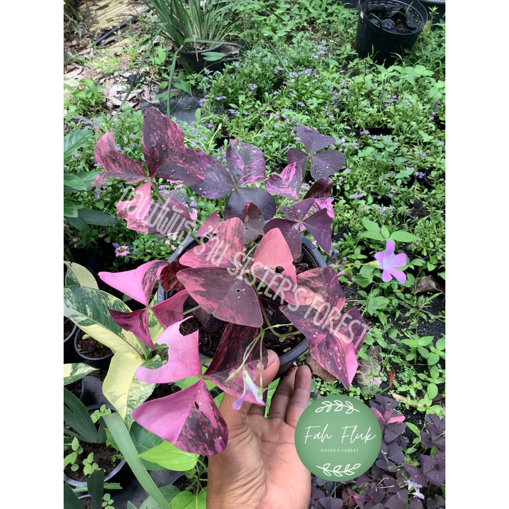 ผีเสื้อราตรีด่าง (Oxalis triangularis variegated) ต้นผีเสื้อราตรี ไม้ประดับ