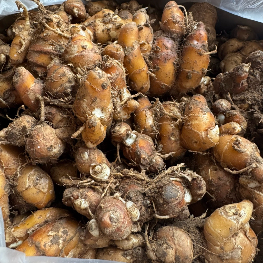 เปราะหอม ว่านเสน่ห์จันทร์หอม (ว่านมงคล) ขนาด 200g. พร้อมส่ง