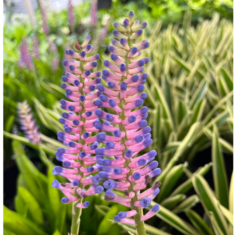 สับปะรดสีก้านไม้ขีด ใบด่าง Lucky Stripes (Aechmea gamosepala)