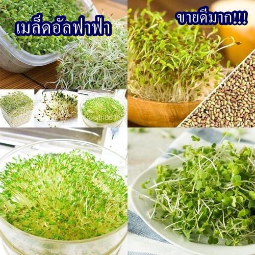 1,200+ เมล็ด เมล็ดอัลฟาฟ่า (เป็นเมล็ดออแกนิค เกรดเอมีคุณภาพ สำหรับนำไปเพาะงอกกินต้นอ่อน หรือเพาะเลี้ยงกระต่าย)