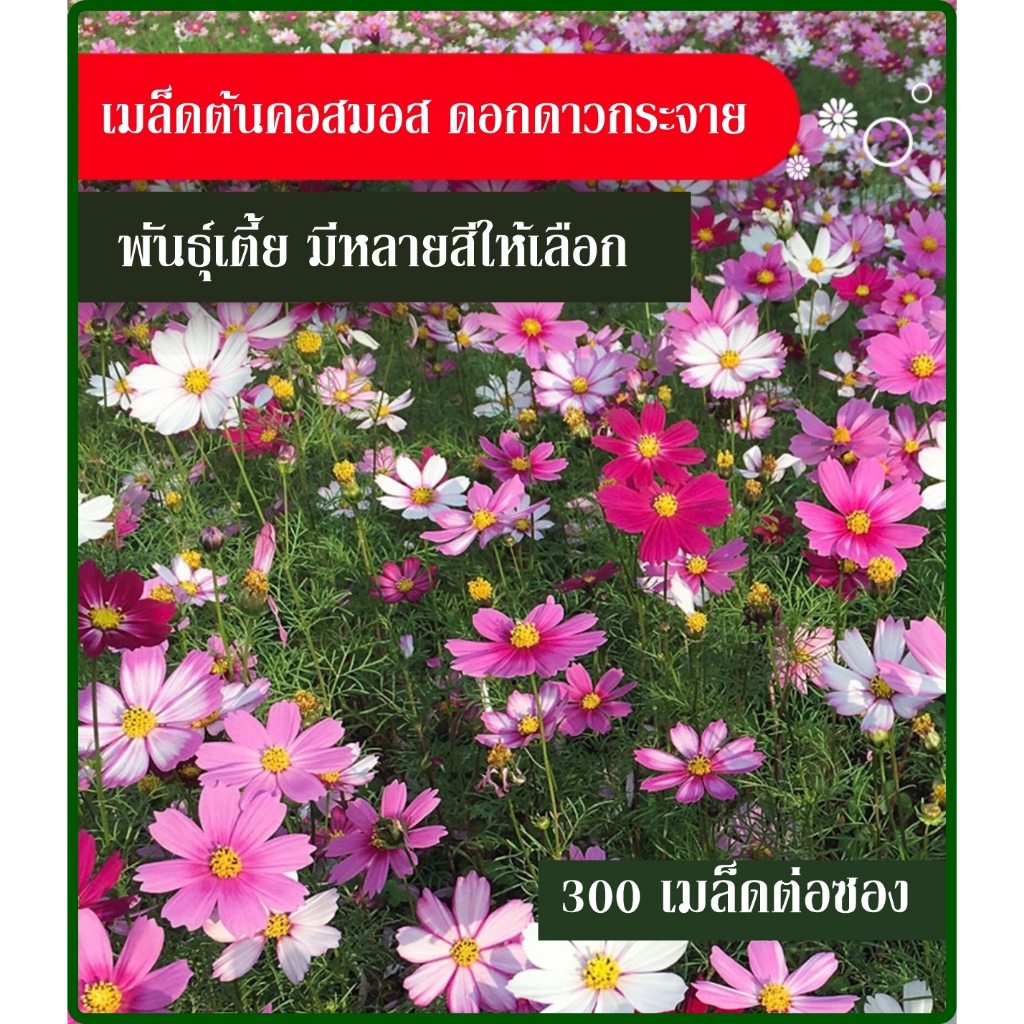 เมล็ดต้นคอสมอส(พันธุ์เตี้ย) ดอกดาวกระจาย 300 เมล็ดต่อ 1 ซอง มีให้เลือกหลายสี ชมพู/ส้ม/แดง/ขาว/คละสี