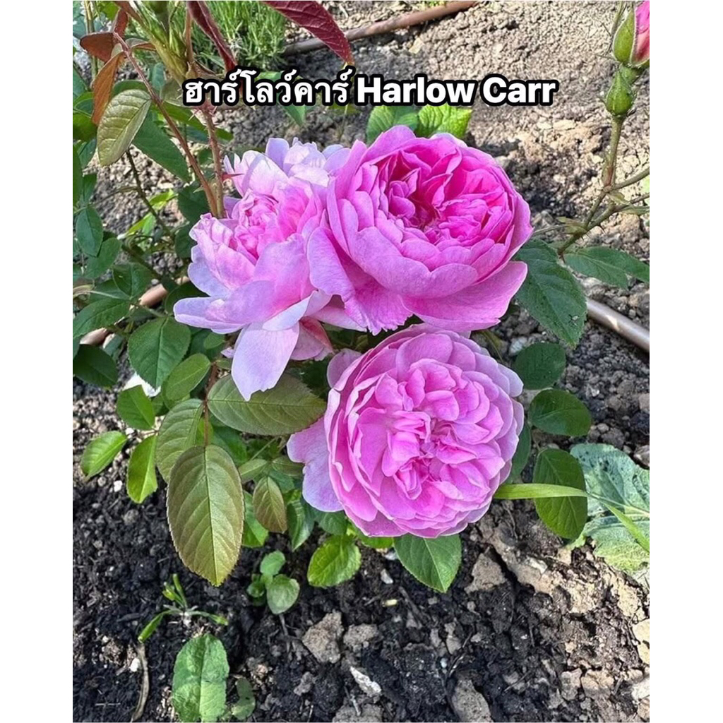 กุหลาบ-ฮาร์โลว์คาร์ “Harlow Carr”  สีชมพู กลิ่นหอมแรง ดอกดก เลี้ยงง่าย