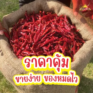 พริกแห้ง จินดา อินเดีย (เด็ด) 1 กก. คัดเกรด AAA เม็ดสวย เรียวยาว ทำน้ำพริก ทำพริกแกง ทำพริกป่น