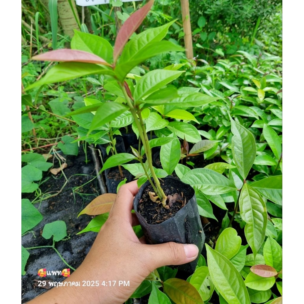 ต้นชมพู่สาแหลก 1 ต้นถุงดำ 15-20 ซม. ผลไม้ใกล้สูญพันธุ์หาทานยาก🌱 - รูปที่ 2