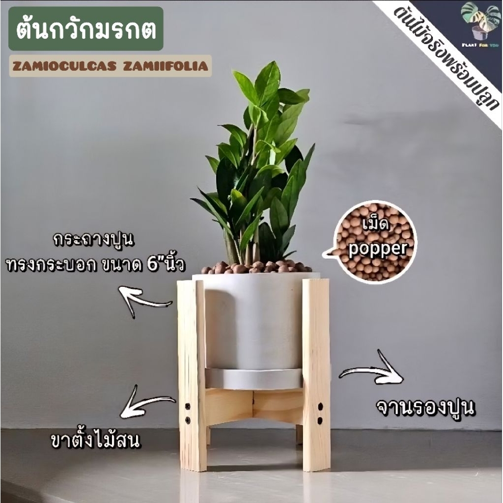🌿กวักมรกต (ZZ Plant)(ต้นไม้ฟอกอากาศ) ต้นสูง25-30+ซม. ครบชุดพร้อมปลูก
