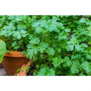 เมล็ดพันธุ์ผักชีหอม ผักชีไทย 5-10 กรัม อัตรางอกสูง เก็บเกี่ย…