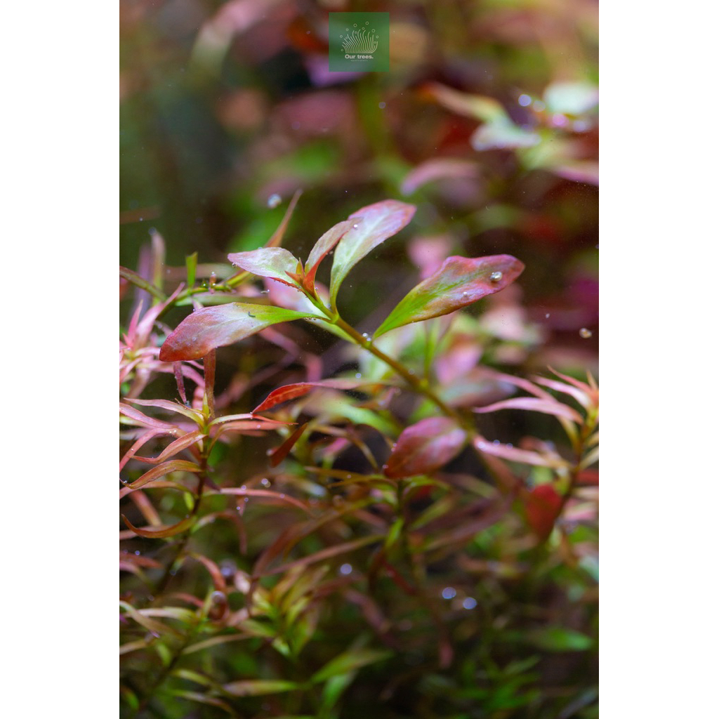 ลัดวิเจียดาร์คออเรนจ์(Ludwigia dark orange)