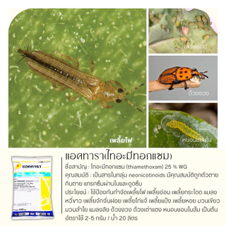 แอคทารา 100กรัม (ไทอะมีทอกแซม) ป้องกันและกำจัดแมลงปากดูดได้ดี เช่น เพลี้ยไฟในนาข้าว เพลี้ยไก่แจ้ เพลี้ยแป้ง