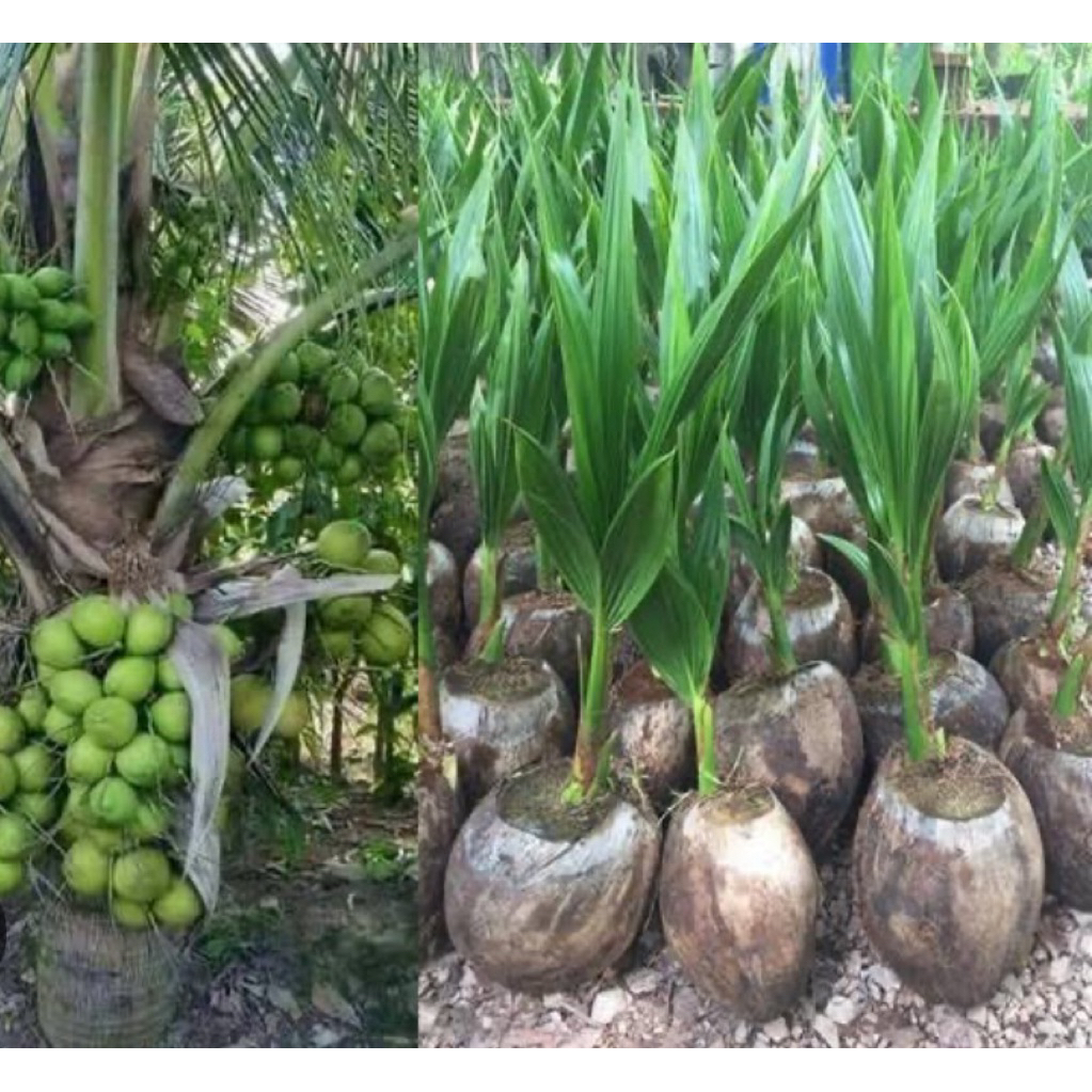 ( พร้อมส่ง ‼️ ) 🥥 ต้นมะพร้าวน้ำหอมพันธุ์เตี้ย 🌴 ลูกดก ผลใหญ่ น้ำเยอะ หอมหวานชื่นใจ! ลำต้นแข็งแรง พร้อมปลูก ต้นละ 179.- 💚 - รูปที่ 5