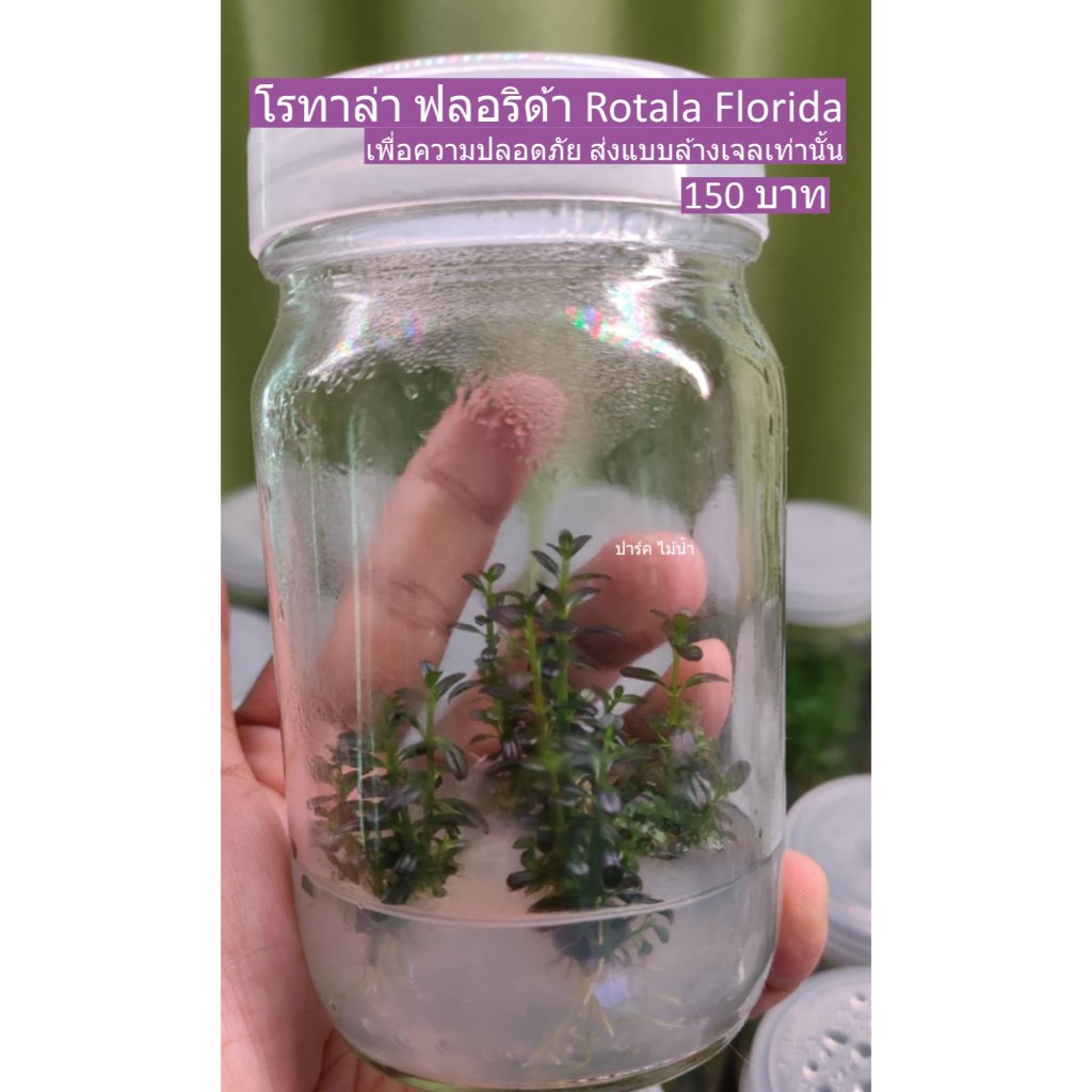 โรทาล่า ฟลอริด้า Rotala Florida ปาร์ค ไม้น้ำ พร้อมส่ง