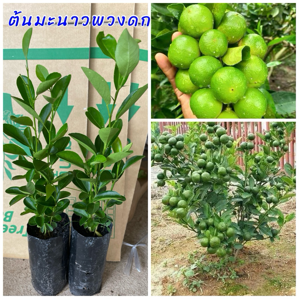 ต้นมะนาวพวงดก (3ต้น) เพาะเมล็ด ติดผลดก เปลือกบางน้ำเยอะ เม็ดน้อย