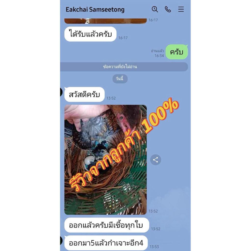 ไข่เชื้อไก่ชน พม่าแข้งหน้าสายเลือด Vip รับประกันเชื้อ!! - รูปที่ 4