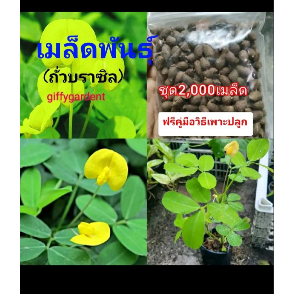 เมล็ดถั่วบราซิล50เมล็ด ตกเเต่งสวส คลุมหญ้า บำรุ่งดิน. หญ้าจัดสวน