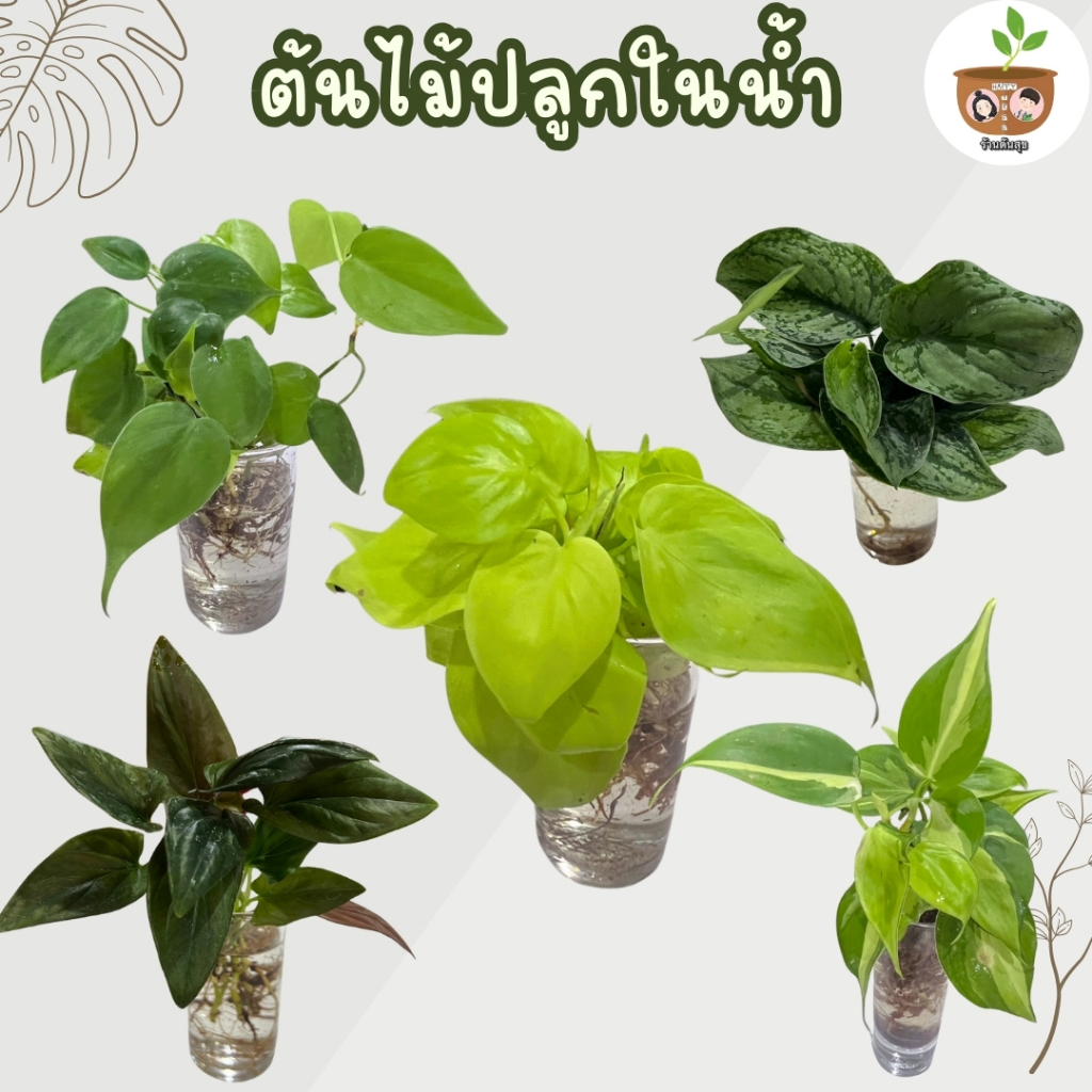 ต้นไม้เลี้ยงในน้ำ ตระกูลพลูชุด 2 จัดส่งที่ 2 ต้นขึ้นไป ซื้อ 5 ต้นแถม ปุ๋ยน้ำ 1 ขวด
